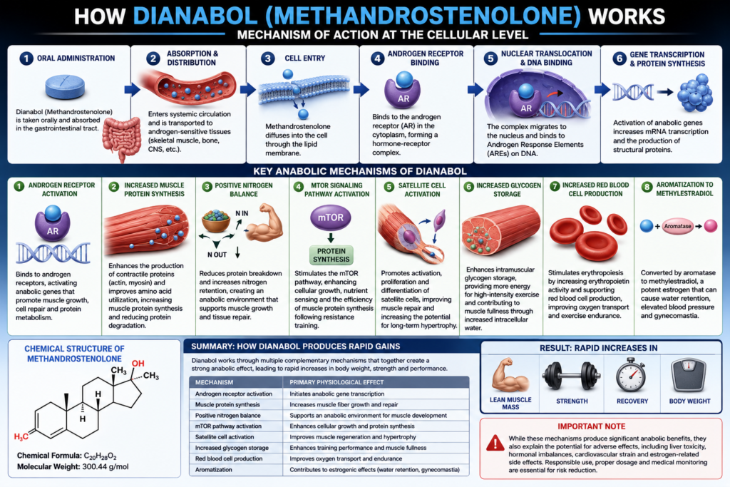 How Dianabol (Methandrostenolone) Works: Mechanism of Action at the Cellular Level, Dianabol for sale