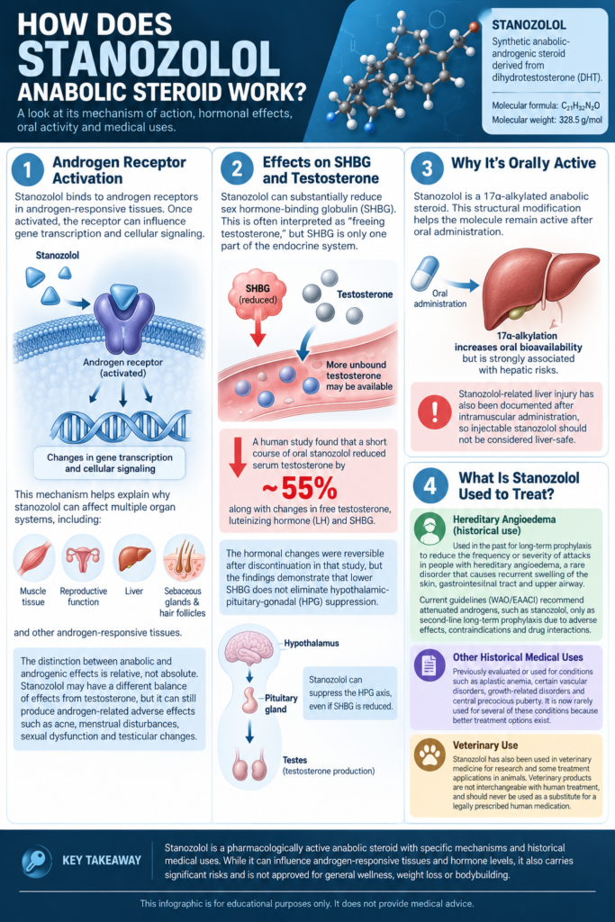 How Does the Stanozolol Anabolic Steroid Work?